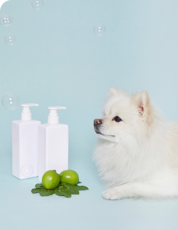 天然由来成分ドッグ用シャンプーの画像